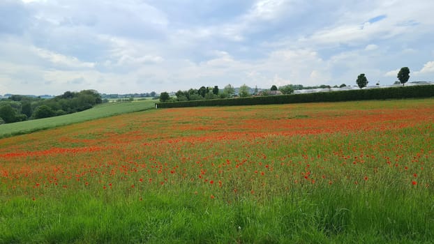 Campo con hierba verde y amapolas rojas contra el cielo del atardecer