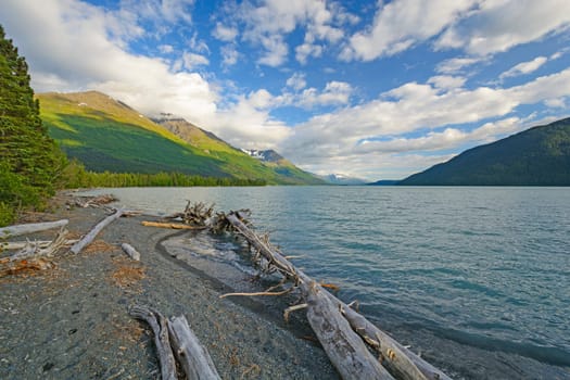 Driftwood on a Remote Alpine Shore on Kenai Lake in Alaska