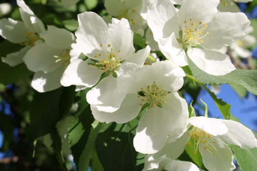 Close-up of apple blossoms..