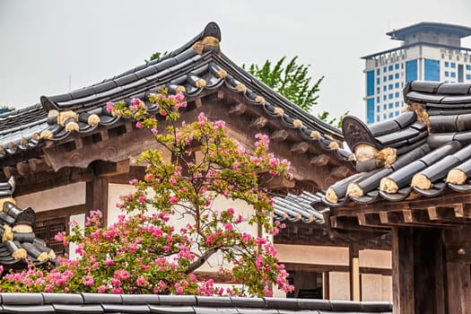 Traditional old and modern korean buildings with tree and pink flowers at rainy day in South Korea