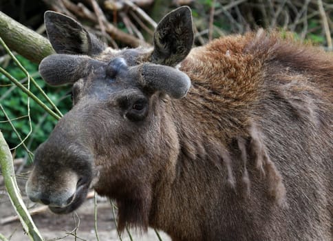 MoosePortrait
