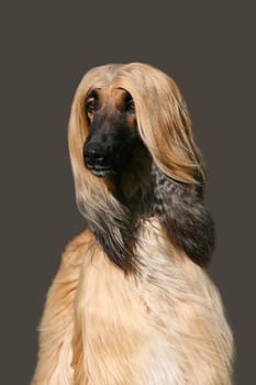 Afghan greyhound afghan portrait dog portrait