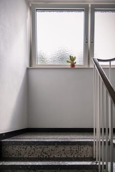 Single cactus in a stairwell