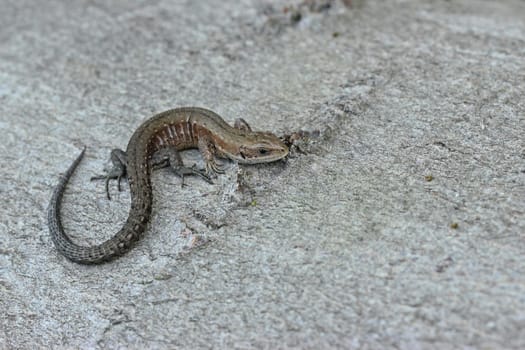 Young forest lizard (Zootoca vivipara) on tree trunk