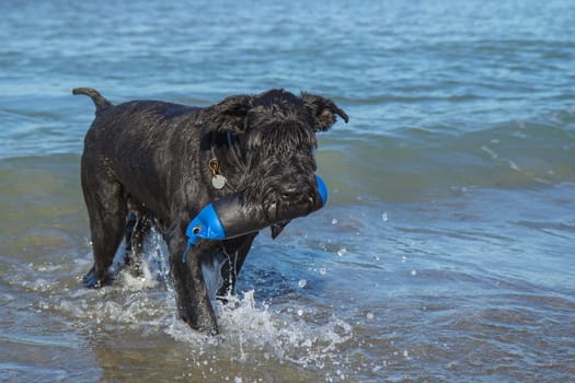 Wet Big Black Schnauzer Dog is standing in the sea and is holding a toy for dogs in the mouth.