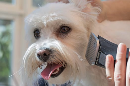 Closeup of Maltese dog looking to the camera. Female groomer cut his head with a groomer machine. All potential trademarks are removed. Horizontally.