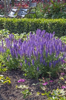 Clump of purple sage plants planted on a bed outside.