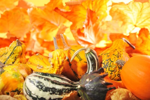 Pumpkins in front of bright orange oak leaves