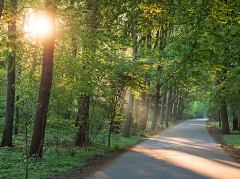 Way in the park in the morning