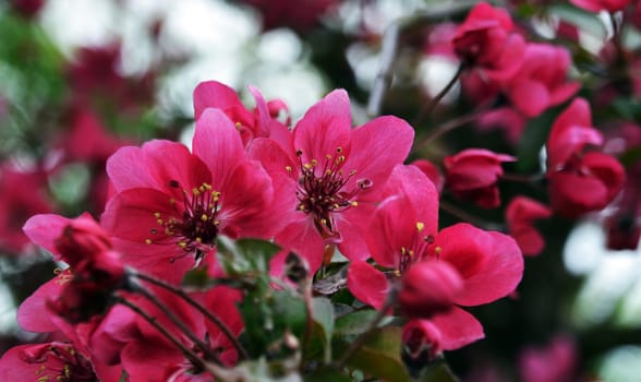 Red ornamental apple blossoms