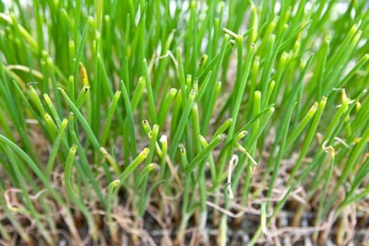 Green sprout of onion on the tray ready to be replanted
