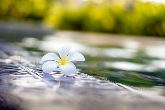 Plumeria flowers are most fragrant at night. it contains primarily deciduous shrubs and small trees. Plumeria flowers lay beside the pool.