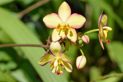 In this picture is a orchid. Orchidaceae is a diverse and widespread family of flowering plants, with blooms that are often colourful and often fragrant, commonly known as the orchid family.