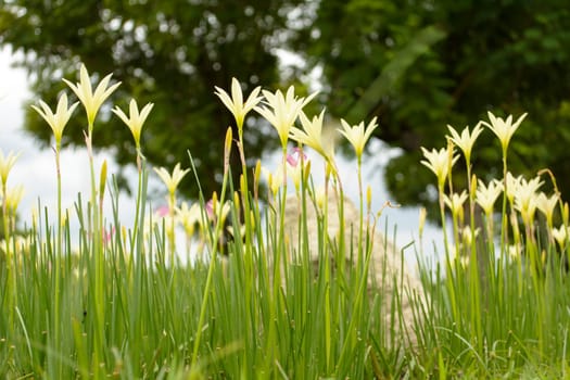 This picture is white with pale yellow flowers. the flowers are very beautiful.