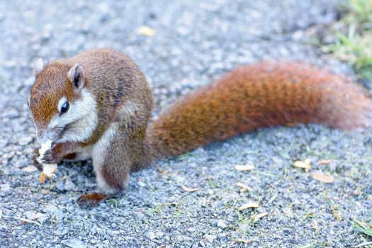 The squirrel climb on the tree. It looks like a lot of fun.