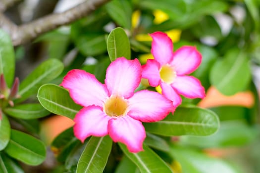 Desert Roses are Thai Flower.