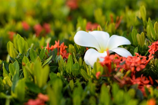Plumeria flowers are most fragrant at night. it contains primarily deciduous shrubs and small trees. the ixora are red.