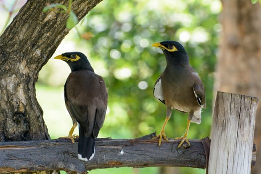 There are two myna. It's the bird in Thailand.