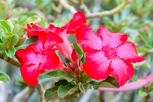 Desert Roses are Thai Flower.