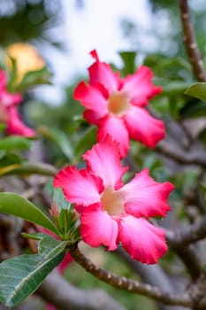 Desert Roses are Thai Flower.