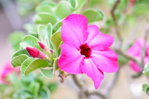 Desert Roses are Thai Flower.