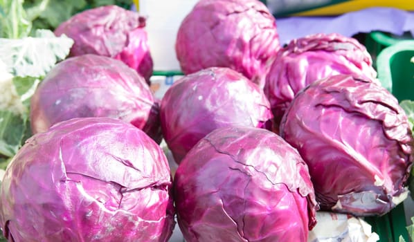 Closeup of just harvested cabbage at Montanchez farmers market, Spain