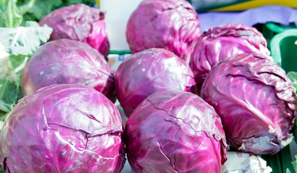 Closeup of just harvested cabbage at Montanchez farmers market, Spain