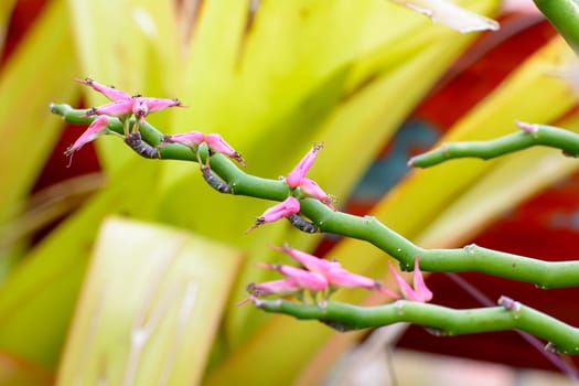 This picture is pink flower. the flower are small.