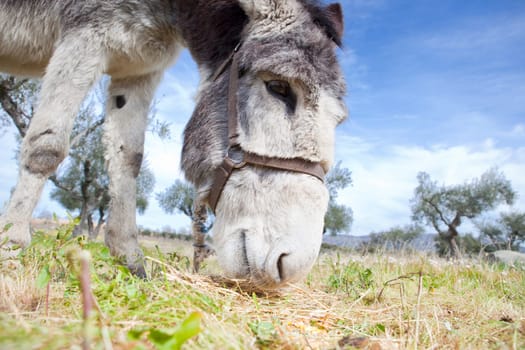 Funny small spanish grey donkey grazing on the grass