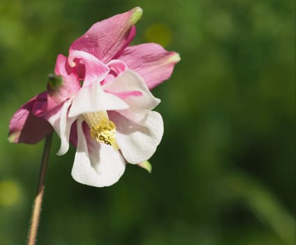 Columbine