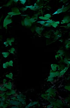 Tropical rainforest foliage plants bushes frame on dark background