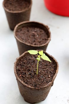 Small papaya fruit plant seedling growing outdoors in a biodegradable pot of peat and coconut soil. Tiny papaya fruit plant growing in a pot filled with coconut and peat soil outside on a sunny day.