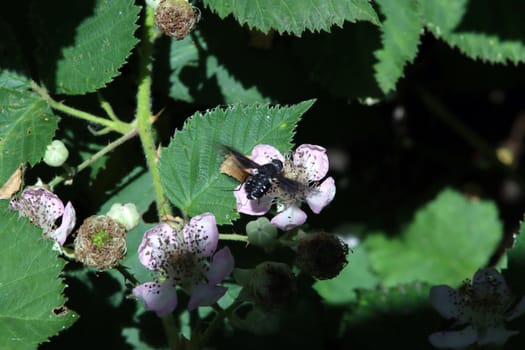 Trauerschweber (Anthrax anthrax) an einer Brombeerblüte (Rubus spec.)