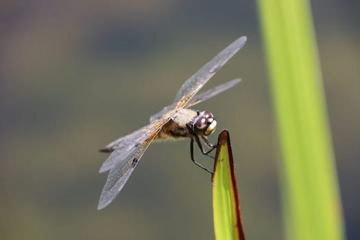 Vierfleck (Libellula quadrimaculata)