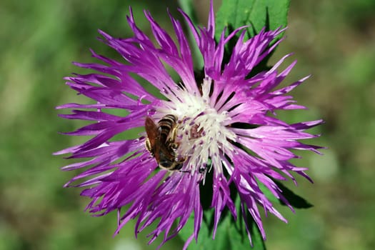 Gelbbindige Furchenbiene (Halictus scabiosae) auf einer Wiesenflockenblume (Centaurea jacea)
