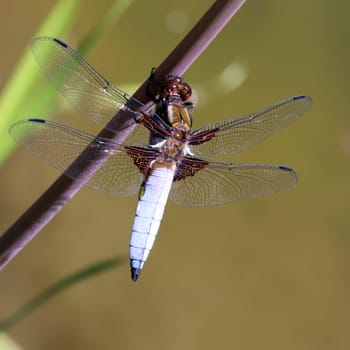 Plattbauch (Libellula depressa), Männchen