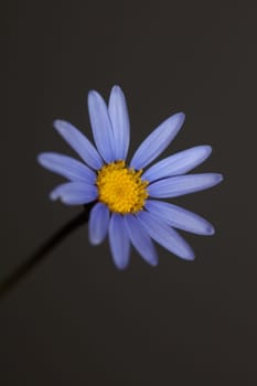 Blue star flower blossom macro felicia amelloides family compositae modern botanical background big size high quality print home decor