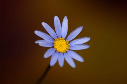 Blue star flower blossom macro felicia amelloides family compositae modern botanical background big size high quality print home decor