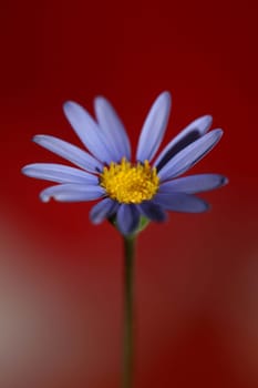 Blue star flower blossom macro felicia amelloides family compositae modern botanical background big size high quality print home decor
