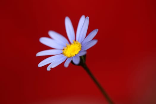 Blue star flower blossom macro felicia amelloides family compositae modern botanical background big size high quality print home decor