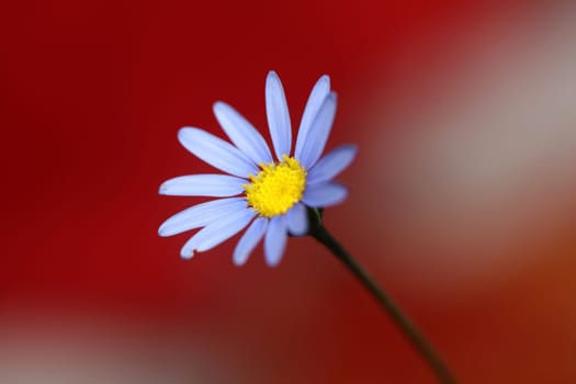 Blue star flower blossom macro felicia amelloides family compositae modern botanical background big size high quality print home decor