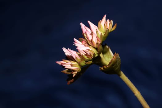 Wild rock flower blossom close up sedum spurium family crassulaceae modern botanical big size prints high quality floral macro