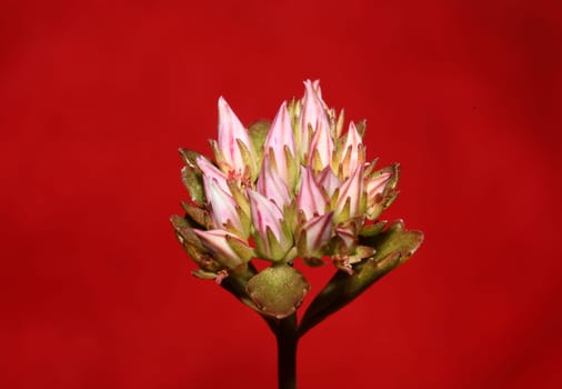 Wild rock flower blossom close up sedum spurium family crassulaceae modern botanical big size prints high quality floral macro