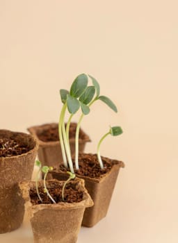 Seedlings in biodegradable pots on light yellow close up. Indoor gardening, Homegrown plants, germinating herb seeds. Minimal composition with copy space