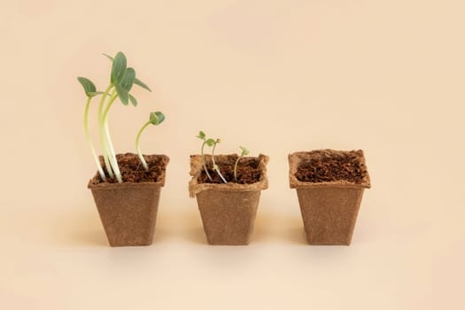 Seedlings in biodegradable pots on light yellow close up. Indoor gardening, Homegrown plants, germinating herb seeds. Minimal composition with copy space