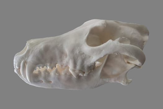 Iberian wolf cranium also named canis lupus signatus. Isolated over grey background