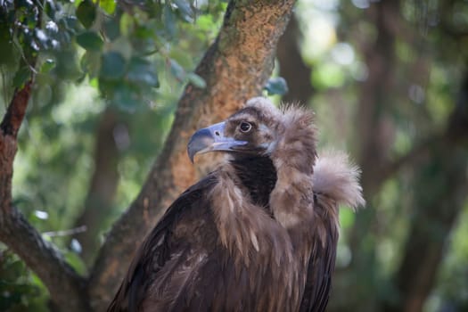 Cinereous vulture perched in forest, also named Aegypius monachus. Selective focus