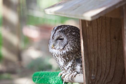 Sleepy tawny owl perched outside wooden box nest. Selective focus