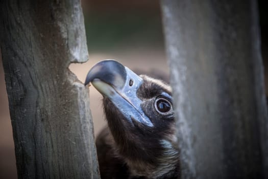 Cinereous vulture biting a wooden fence. Selective focus on beak