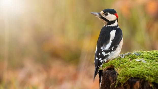 great spotted woodpecker, dendrocopos major, sitting on a stump covered with green moss in autumn nature. Wild bird with dark and white feathers looking back over shoulder with space for copy.